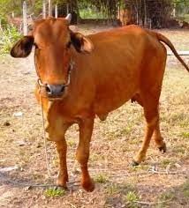Bò lai Sind