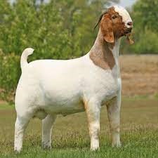Dê Boer 2