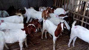 Dê Boer 3