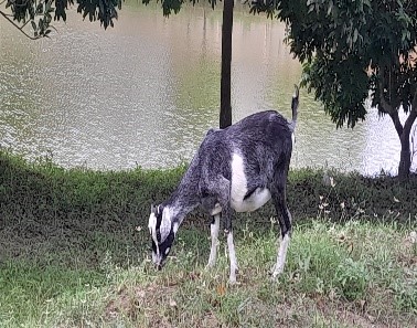Dê cỏ