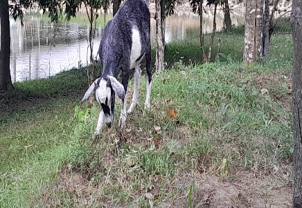 Dê cỏ 2