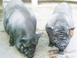 Lợn Ỉ 3