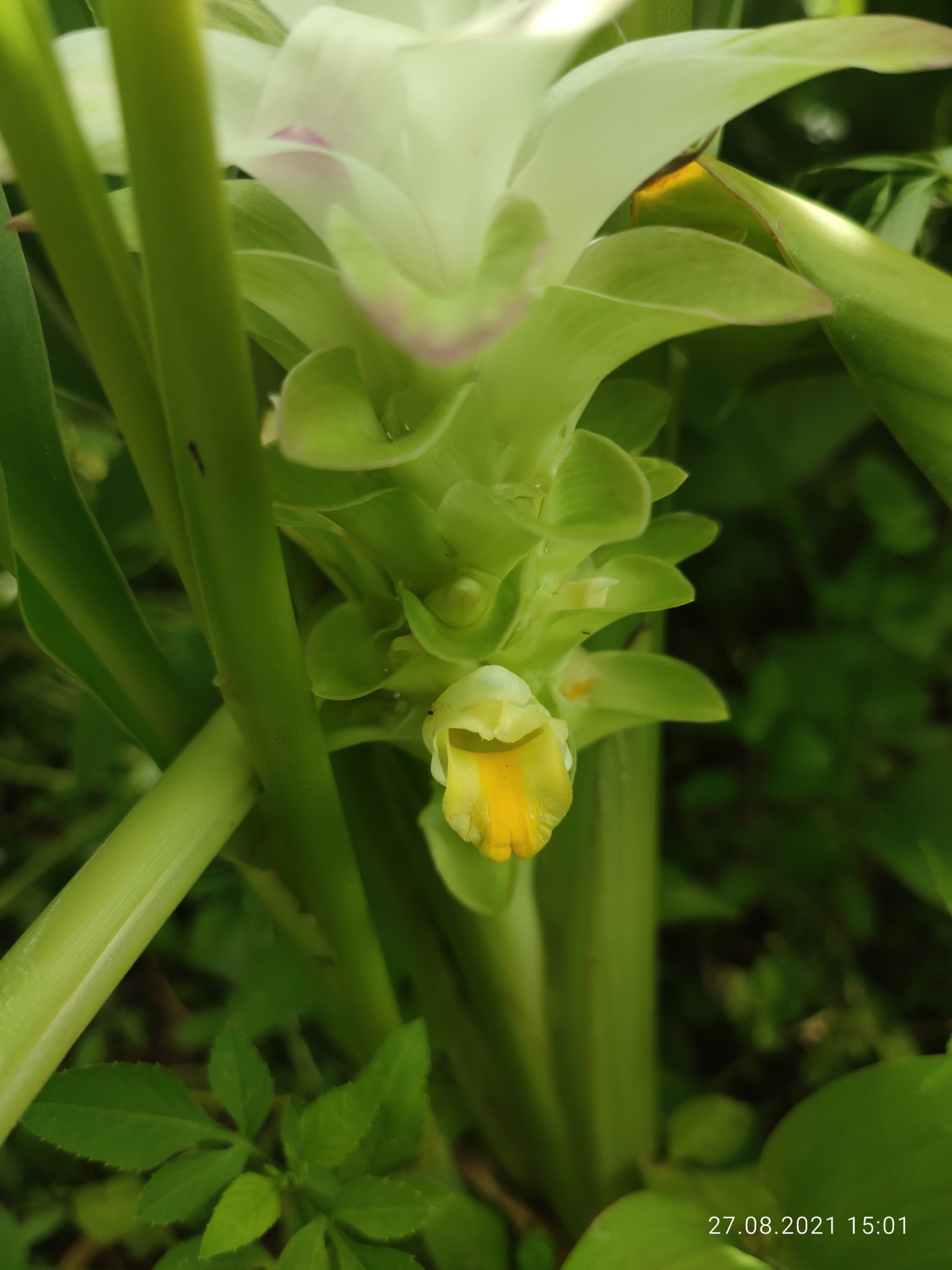 Nghệ vàng 2