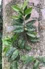 Gió bầu 4