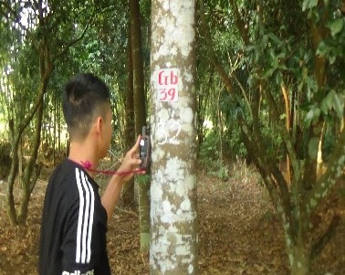 Gió bầu