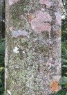 Gió bầu 5