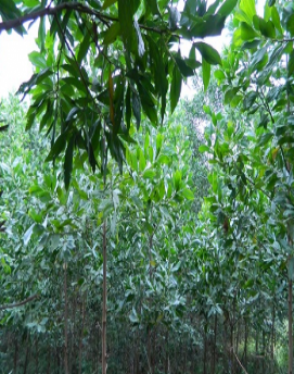 Keo tai tượng