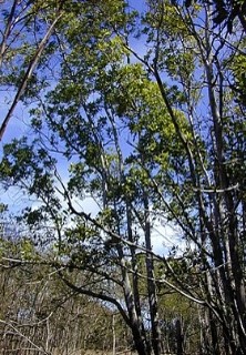 Keo tai tượng 4
