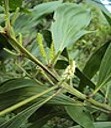 Keo tai tượng 3