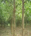 Keo tai tượng 2