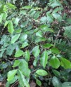 Lim xanh 5