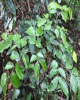 Lim xanh 2