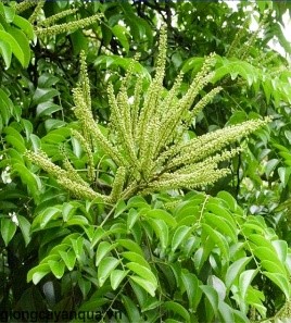 Lim xanh 3