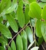 Muồng đen 2