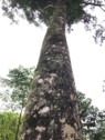 Muồng đen 5