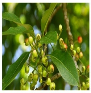 Vối thuốc