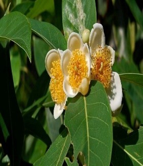 Vối thuốc 2