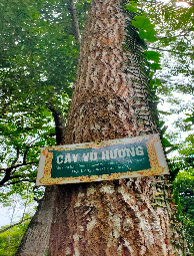 Vù hương 3