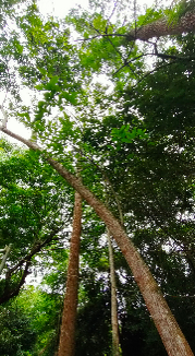 Vù hương 2