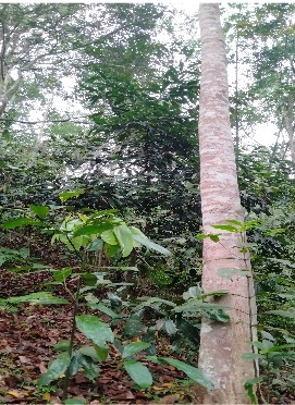 Mỡ 3