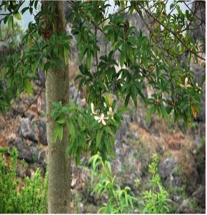 Mỡ