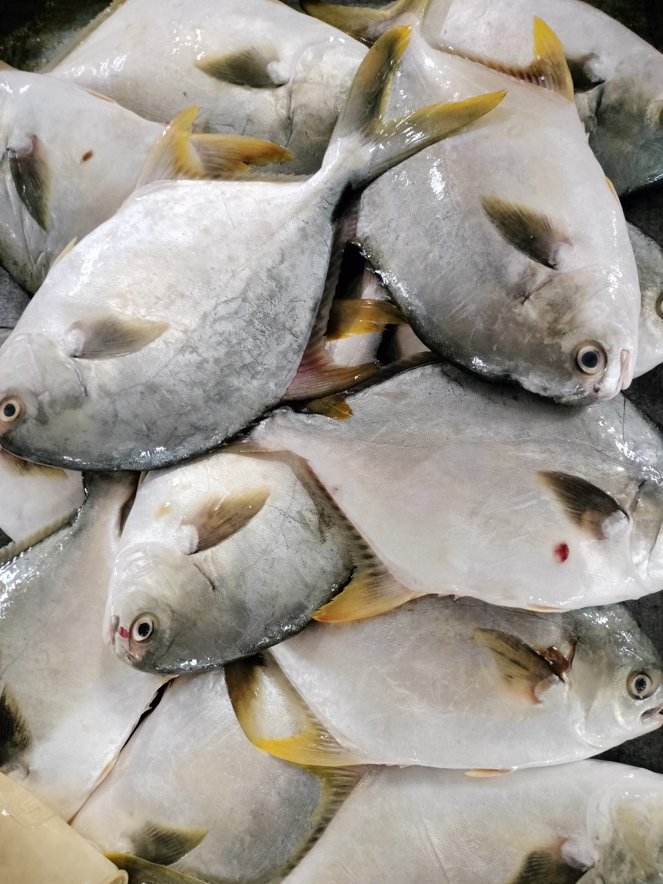 Cá chim trắng vây vàng