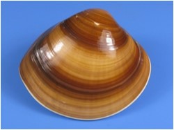 Ngao dầu