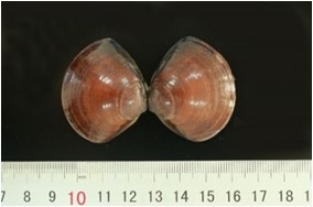 Ngao dầu 3