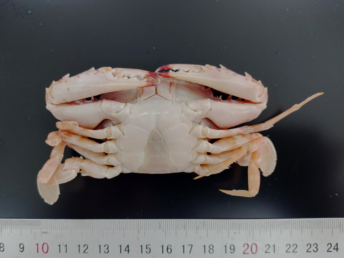 Ghẹ đỏ 4