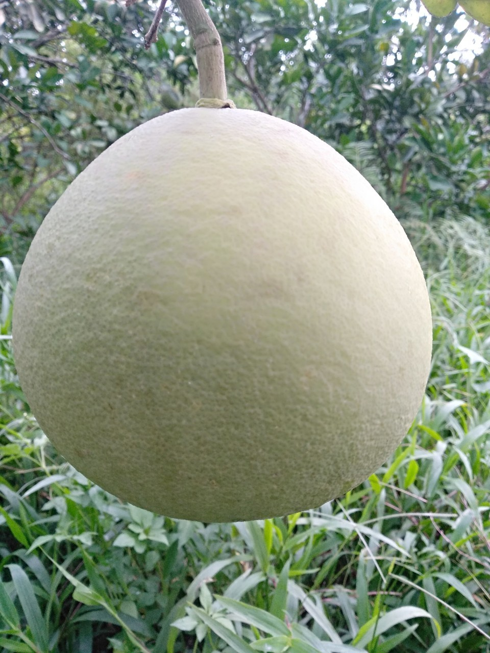Bưởi diễn 2