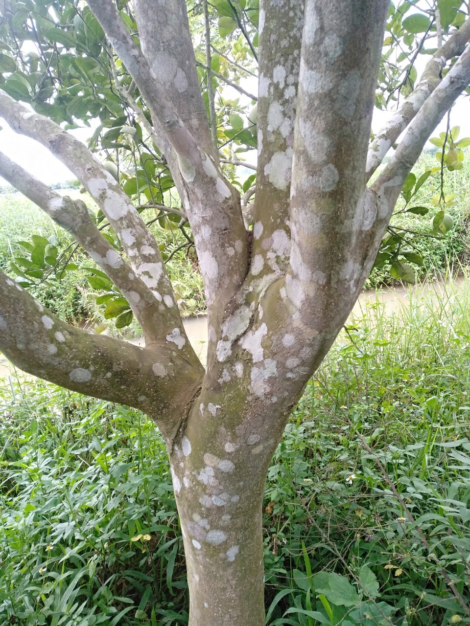 Bưởi diễn 3