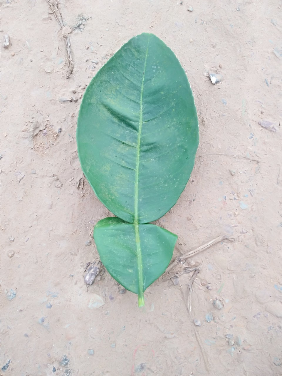 Bưởi diễn