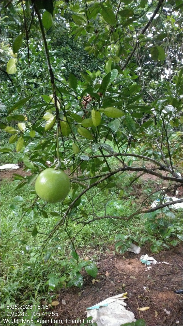 Bưởi diễn 4