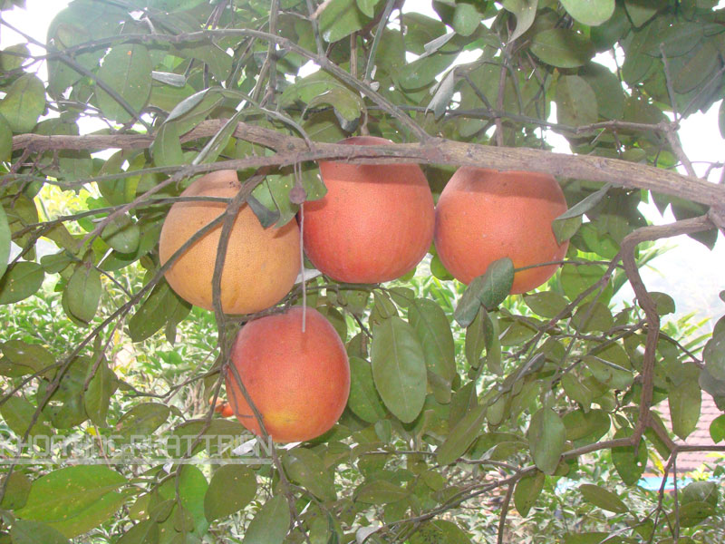 Bưởi luận văn 2