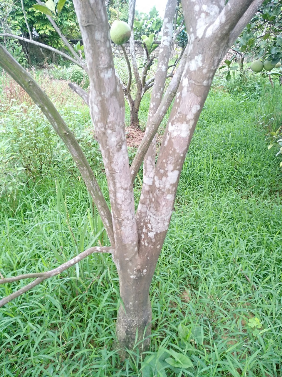 Bưởi luận văn 4