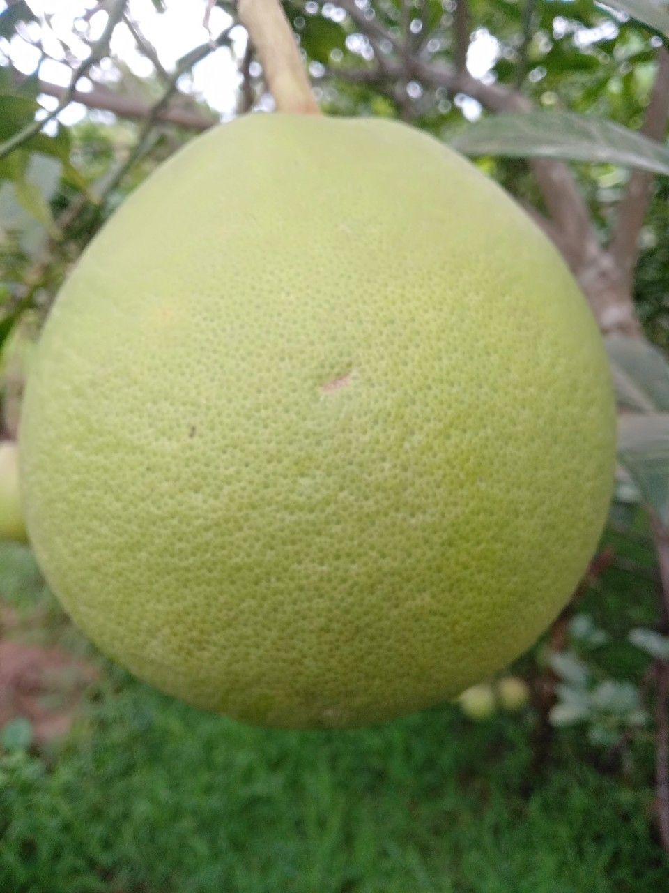 Bưởi luận văn 3