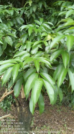 Vải 4