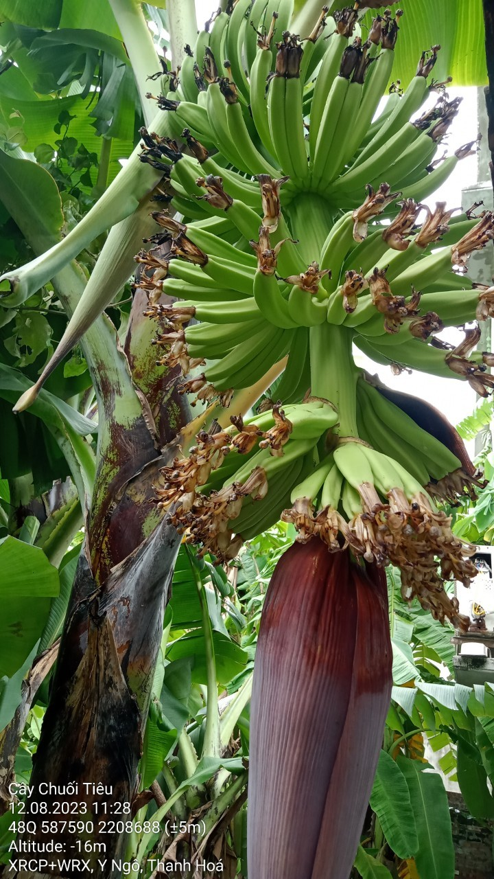 Chuối tiêu 3