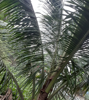 Dừa cao 2