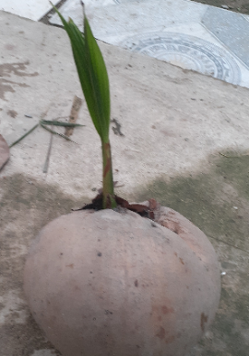 Dừa cao