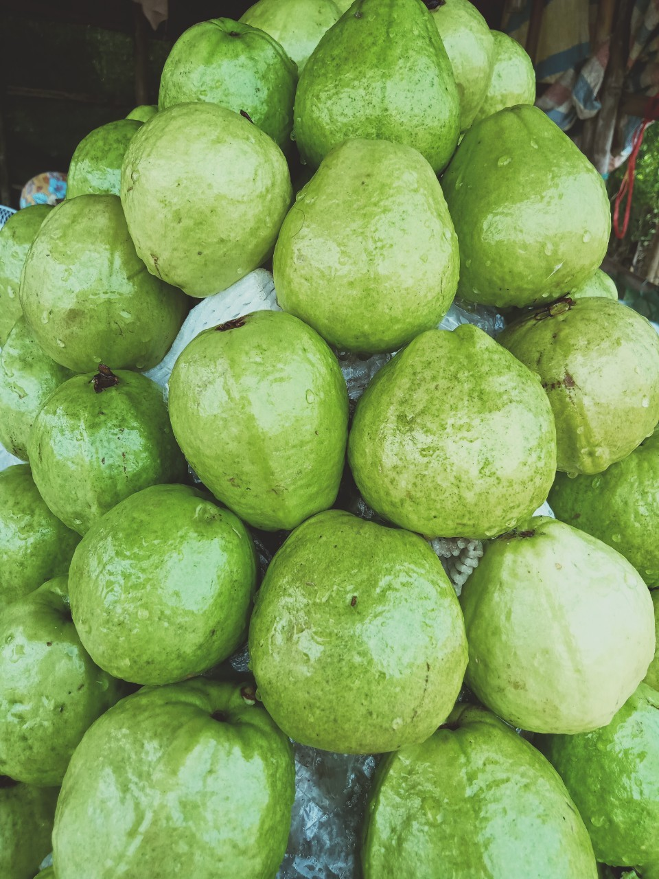 Ổi lê 3