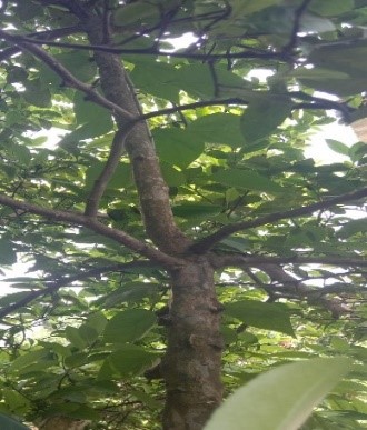 Chanh 3