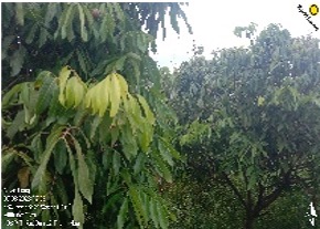 Nhãn lồng 2