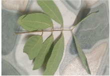 Nhãn lồng 5