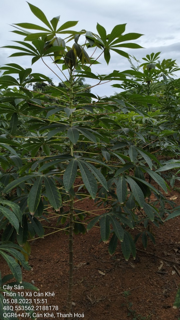 Sắn 4