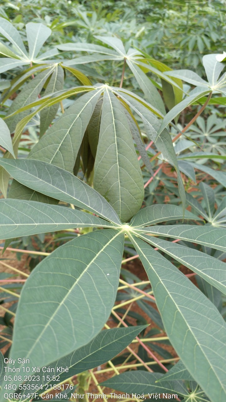 Sắn 3