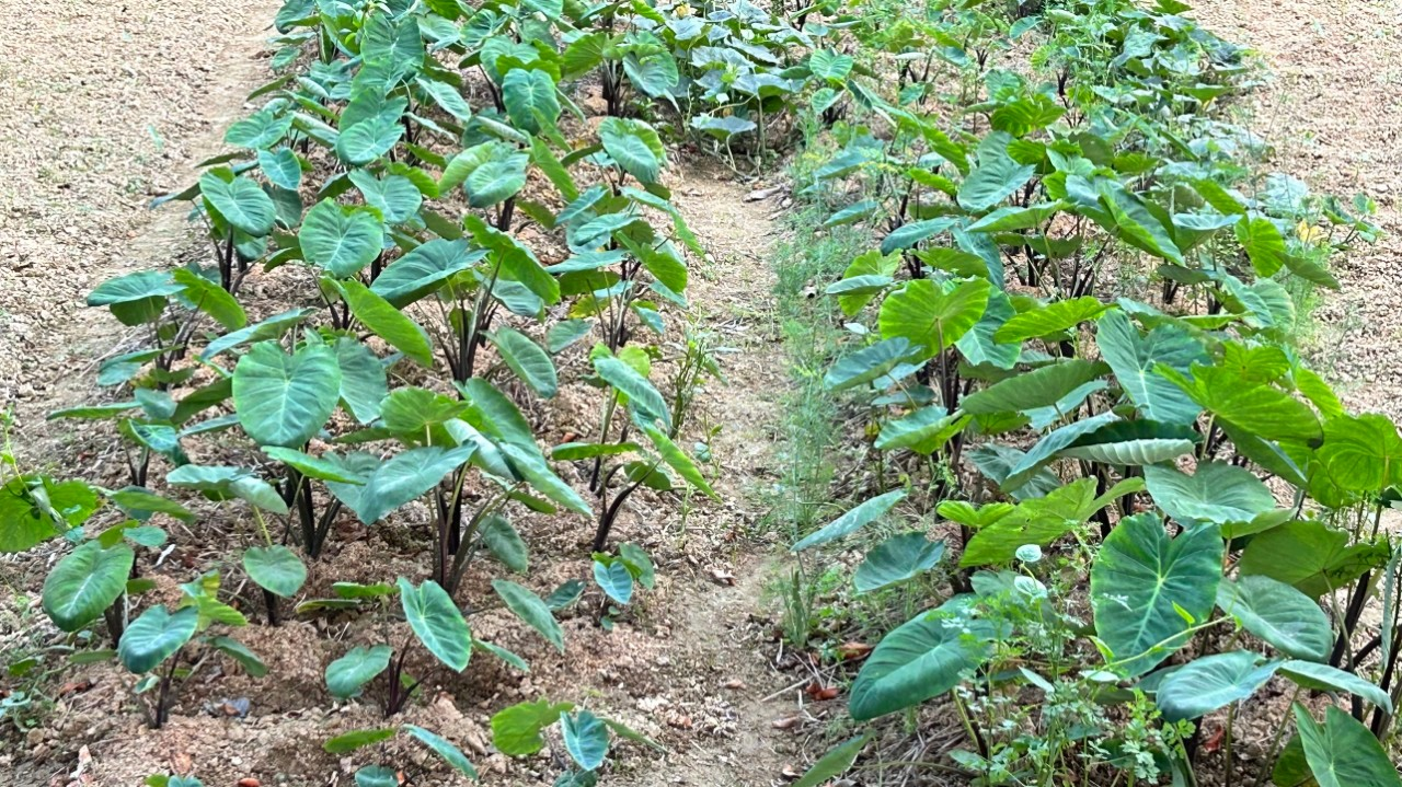 Khoai môn 5
