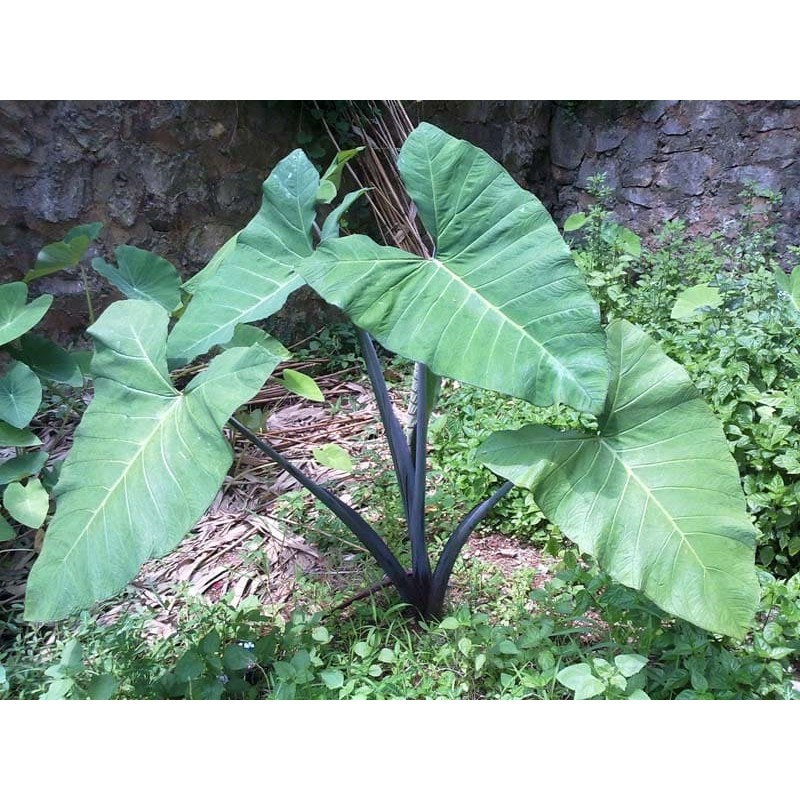 Khoai môn 2
