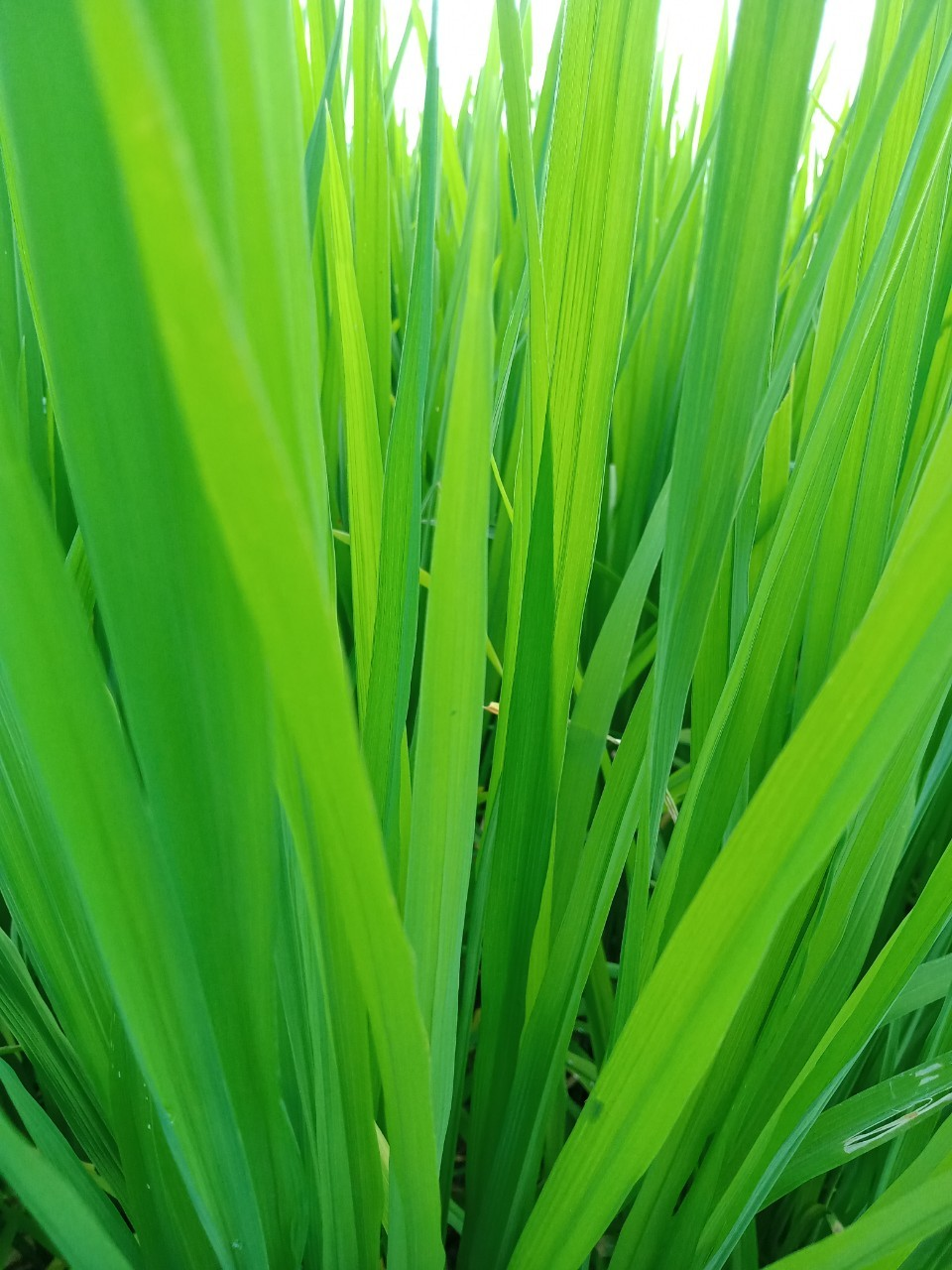 Bắc Thịnh 3