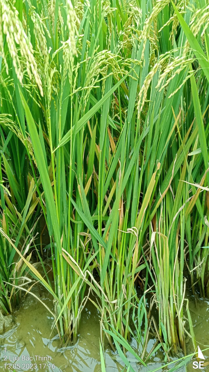 Bắc Thịnh 4